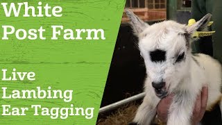 WPFTV Live Lambing 2018  The Ear Tagging Process [upl. by Phonsa]