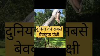 दुनिया की सबसे बेवकूफ पंक्षी 🧐 shorts facts trending factsinhindi [upl. by Nired108]