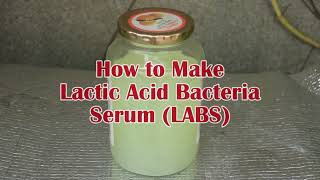 How To Make Lactic Acid Bacteria Serum LABS [upl. by Amrak]