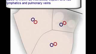 Lung Anatomy primary pulmonary lobule secondary pulmonary lobule acinus [upl. by Rye]