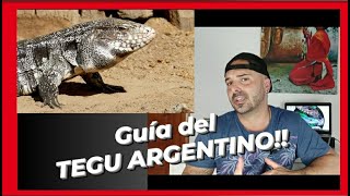 CUIDADOS TUPINAMBIS MERIANAE Tegu Argentino [upl. by Nyer]