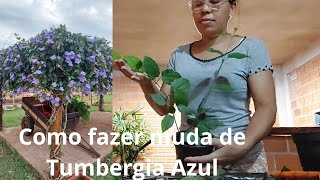 Como fazer mudas de TUMBERGIA AZUL muito fácil [upl. by Ahtebat251]