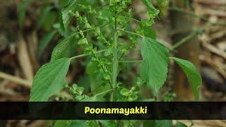 Medicinal Plants  Acalypha indica  Kuppaimeni [upl. by Servais]