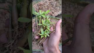 Adenium saplings repotting AdeniumSaplings RepottingAdenium AdeniumCare [upl. by Zavras]