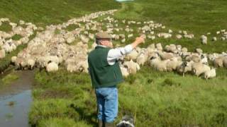 Working Bearded Collie Sheepdogs Driving One Thousand Sheep  Version 2 [upl. by Sale54]