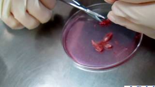 Harvesting Mouse Bone Marrow Part 3 [upl. by Aisat]