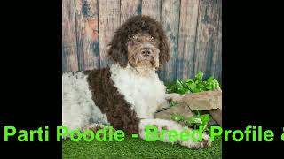 Parti Poodle  Breed Profile amp Information  Petdiicom [upl. by Eolande]