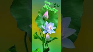 Good morning status video🥀🥀Nature flowers 🌹🌹🌹 [upl. by Saval]