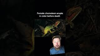 Chameleon Changing Color Before Death Explained [upl. by Nate]