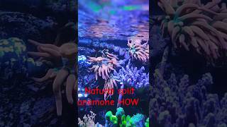 How to get anemones to split naturally anemone reefobsessed dance coraltank reeflife [upl. by Idaf357]