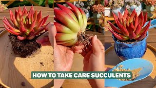 How to take care succulents Repotting Propagate Water and Other Tips  多肉植物  다육이들  Suculentas [upl. by Dannica]