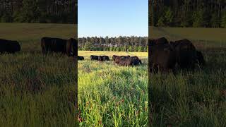 Cattle grazing clover grass mixture [upl. by Allbee]