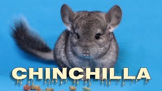 Chinchilla sounds chinchilla scream [upl. by Mathews]