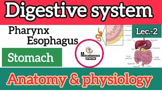 digestive system anatomy and physiology stomach  part2  B pharm 2nd semester [upl. by Alleirbag]