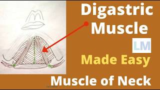 Digastric muscle  Origin  insertion  Nerve supply and actions  digastric muscle anatomy [upl. by Uriisa]