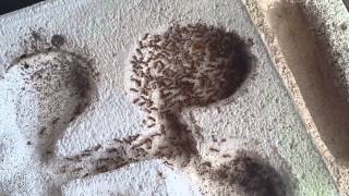 ☆Myrmica rubra Videobericht 01☆ [upl. by Allekram]