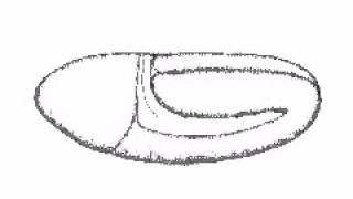 Drosophila Gastrulation Sketch [upl. by Lledrev908]