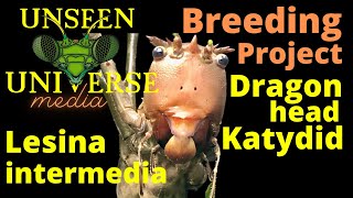 Lesina intermedia Dragon Head Katydid Breeding Project [upl. by Clippard]