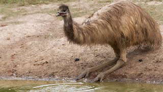 Emu Exploring the Fascinating World of Australias iconic Bird [upl. by Tereve]