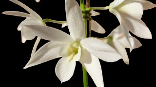 Dendrobium White Grace Sato in bloom again [upl. by Sdlonyer]