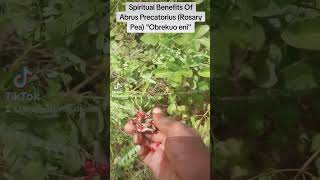 Spiritual Benefits Of Abrus Precatorius Rosary Pea quotObrekuo eniquot [upl. by Campney221]