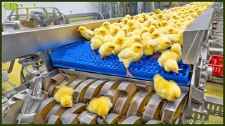 Chicken Mega Factory Chicken Egg Incubation Technology  Broiler Raising Method amp Process 🐣 [upl. by Enram]