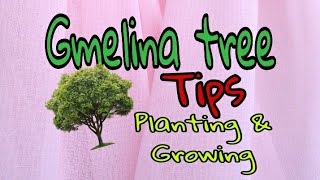 GMELINA TREE PLANTING AND GROWING by Happy Pills TV [upl. by Rollet]