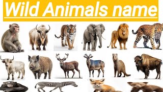 Wild Animals vocabulary  Learn wild Animals name [upl. by Orling]