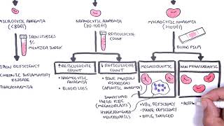 Anaemia anemia  classification microcytic normocytic and macrocytic and pathophysiology [upl. by Keynes40]