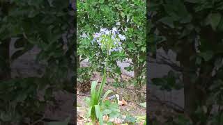 Hawkmoths like these flowers [upl. by Lynnell]