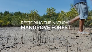 Restoring The Natural Mangrove Forest [upl. by Llenwahs]