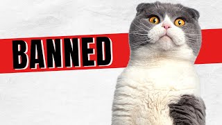 Should Scottish Fold Cats Be Banned Its Complicated [upl. by Ynolem]