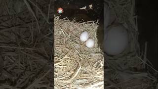 Lovebird egg birds breeding egg hatching chicks youtube shorts [upl. by Ambrosius]