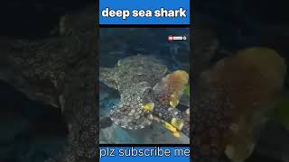 deep sea shark music love yotubeshorts chillchase топ animals arabic lovesong beautiful [upl. by Sergius]