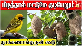 தூக்கணாங்குருவி கூடு  Baya weaver Bird  Thuknagkuruvi  Kattiyakkaran [upl. by Iosep395]