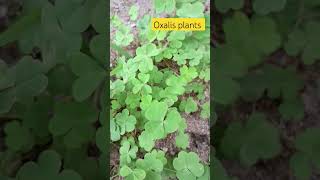 please subscribe 🙏🏻 oxalis plants farming vlogeer plants kha [upl. by Ylrad441]