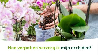 KAMERPLANTEN  Hoe verpot en verzorg ik mijn orchidee [upl. by Hiett672]