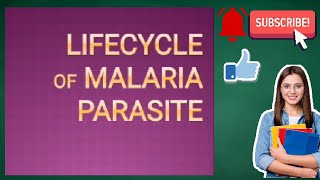 Life cycle of Malaria Parasite Life cycle of Plasmodium [upl. by Inna]