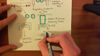 Pathological Cardiac Hypertrophy Part 5 [upl. by Gaylor62]