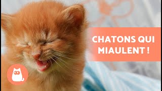 Miaulement de CHATON 🐱 Chaton QUI MIAULE [upl. by Allveta]