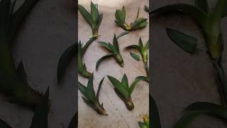 how to grow an agave plant at home  plants gardening [upl. by Scarlett433]