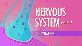 The Nervous System Part 3  Synapses Crash Course Anatomy amp Physiology 10 [upl. by Ajiam]