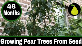 How To Grow Pear Trees From Seed  46 Months [upl. by Arek]