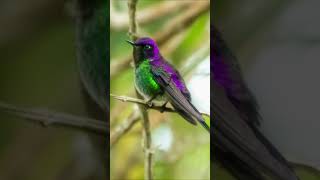 Purple Backed Thornbill Hummingbird [upl. by Eeuqram]