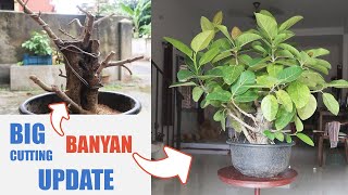 First Banyan Tree Bonsai from Cuttings  Ficus Benghalensis Cuttings UPDATE 2020 [upl. by Flannery]