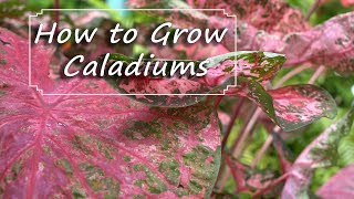 Caladium Care  PlantingGrowingStoring Bulbs [upl. by Weig]