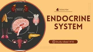 Endocrine System [upl. by Thorstein]