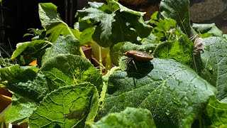 Squash bug infestation vs Texas heat  resilient squash plants [upl. by Hofmann]