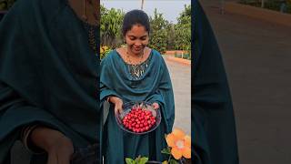 Cherries harvesting barbadoscherry mygarden harvesting gardening shortvideo ytshorts shorts [upl. by Selma]