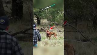 quotMan vs Kangaroo Epic Showdown to Save His Dogquot 😱 shorts kangaroo [upl. by Alane626]